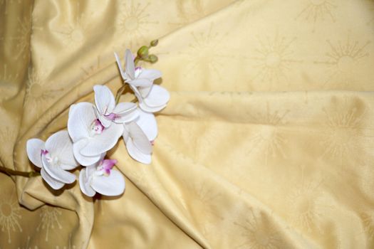 white orchid flower on gold textile drapery close up