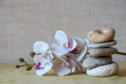 white orchid flower and natural stone pyramid close-up, relaxing zen background