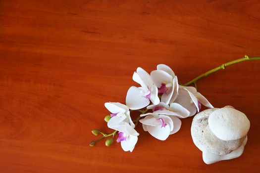 white orchid and natural stones pyramid on wooden background close up