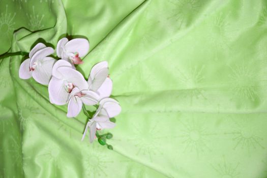 white orchid flower on green textile drapery, b