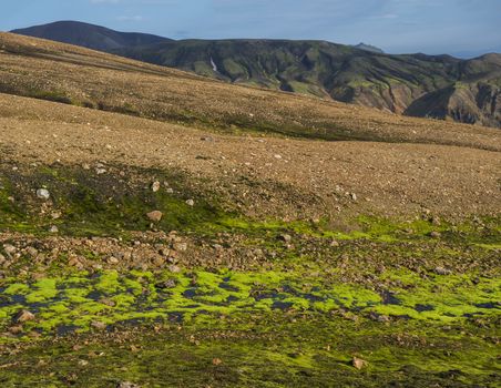 Lush vivid green wet moss with Colorful Rhyolit Landmannalaugar mountain at Fjallabak Nature Reserve in Highlands of Iceland.