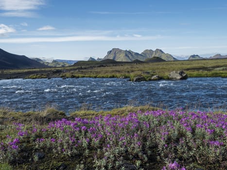 Beautiful Icelandic landscape with wild pink flowers, blue glacier river and green mountains. Blue sky background. in area of Fjallabak Nature Reserve on Laugavegur trek, Iceland.