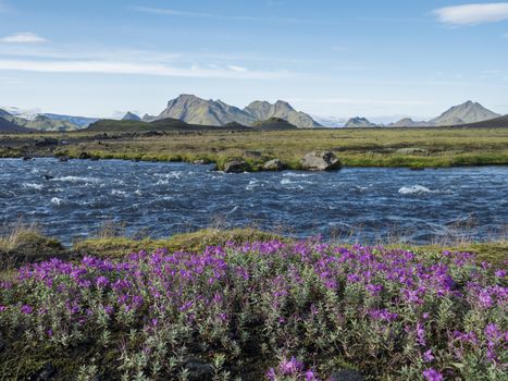 Beautiful Icelandic landscape with wild pink flowers, blue glacier river and green mountains. Blue sky background. in area of Fjallabak Nature Reserve on Laugavegur trek, Iceland.