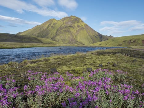 Beautiful Icelandic landscape with wild pink flowers, blue glacier river and green mountains. Blue sky background. in area of Fjallabak Nature Reserve on Laugavegur trek, Iceland.