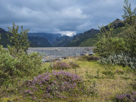 Icelandic landscape of Godland with Krossa river canyon, green sharp hills, blooming pink heather flower and Myrdalsjokull glacier tongue in fog. View from Basar camp site start of Fimmvorduhals trek