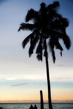 Palm tree at sea with the colorful of sky.