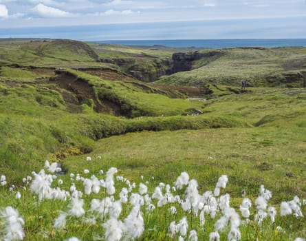 Beautiful lush green Landscape of Skoga river valley with white fluffy flowers and view on sea horizon near Skogar, end of Fimmvorduhals hiking trail. South Iceland, Summer blue sky.
