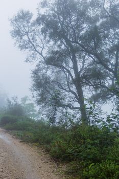 Fog in the forest at the portuguese national park, Geres, Portugal