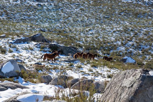 Wild horses pasturing at the mountains in the north of Portugal and Spain. Xures Mountains