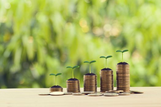 Financial concept: Green sprout on rows of increasing coins on wood table. Stock investment for dividend and capital gain in a long-term growth