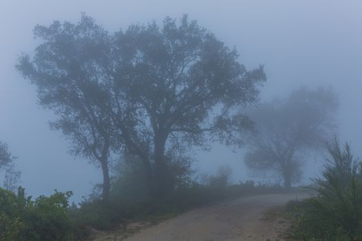 Fog in the forest at the portuguese national park, Geres, Portugal