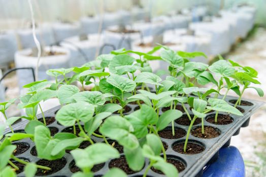 Sapling of melon on Nursery tray