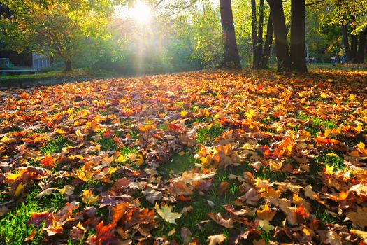 Golden autumn fall October in famous Munich relax place - Englischer Garten. English garden with fallen leaves and golden sunlight. Munchen, Bavaria, Germany