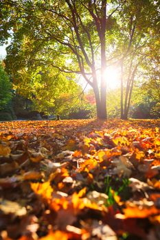 Golden autumn fall October in famous Munich relax place - Englischer Garten. English garden with fallen leaves and golden sunlight. Munchen, Bavaria, Germany