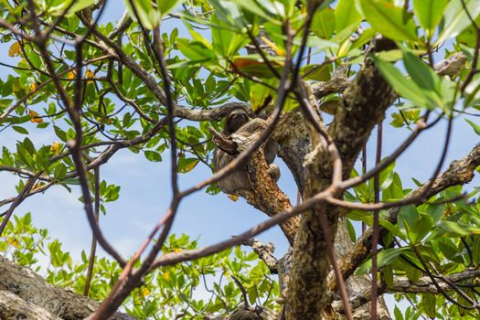 The sloth on the tree in Costa Rica, Central America