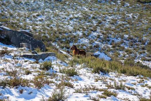 Wild horses pasturing at the mountains in the north of Portugal and Spain. Xures Mountains