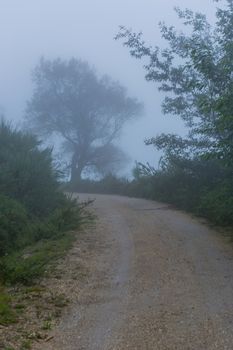 Fog in the forest at the portuguese national park, Geres, Portugal