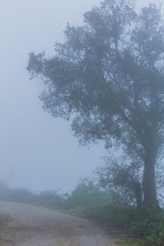 Fog in the forest at the portuguese national park, Geres, Portugal