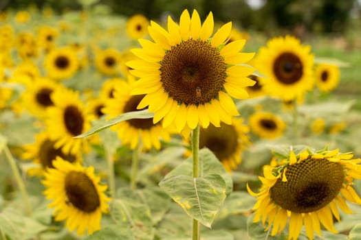 Realistic beautiful yellow sunflower plant landscape in the farm garden field with blue sky with cloudy day, close up shot, outdoor lifestyles.