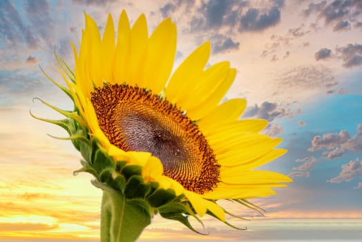 Realistic beautiful yellow sunflower plant landscape in the farm garden field with blue sky with cloudy day, close up shot, outdoor lifestyles.