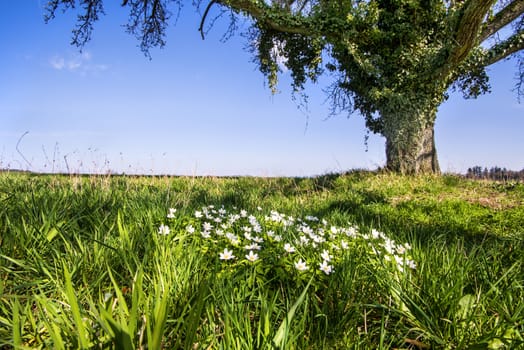 anemone flowers on a green meadow in Germany with background