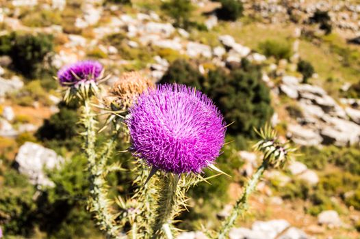 Thistle is the common name for a group of flowering plants characterized by leaves with sharp prickles on the margins, primarily in the Asteraceae family.