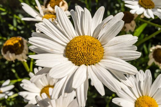 Leucanthemum x superbum, Shasta daisies. White spring, summer, outdoor fall flower.