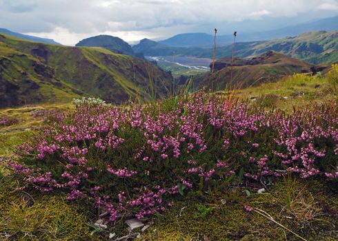 blooming pink heather flower with wonderful valley in Godaland Thorsmork with krossa river in Iceland and green moss and mountains