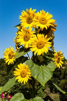 Sunflower natural background. Blooming sunflower. Close-up of sunflower