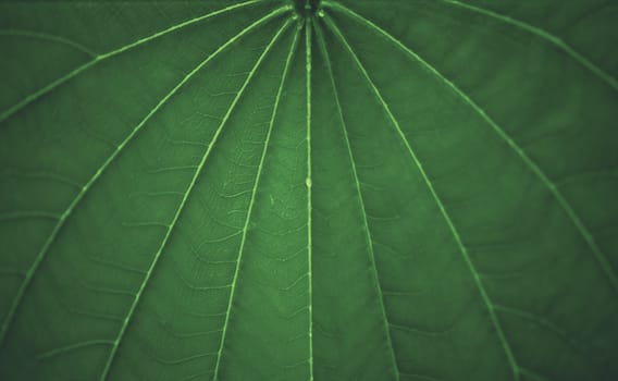 Green leaf dark background texture and wallpaper