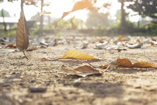 Dry autumn leaves orange and brown colors Close-up of dried leaf background in december