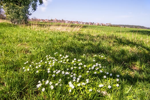 anemone flowers on a green meadow in Germany with background