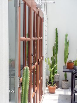 Tropical garden decoration home, Green cactus plants in front of wooden door and white wall, vertical style.