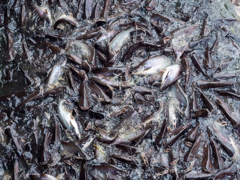 Movement of many fish in the river scramble to eat food from people. Starved fish background, top view.