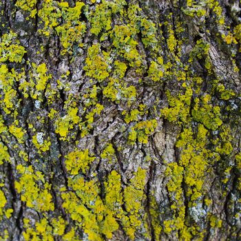 Tree Fungi. Yellow mold on the tree bark. Texture. Beja, Portugal.