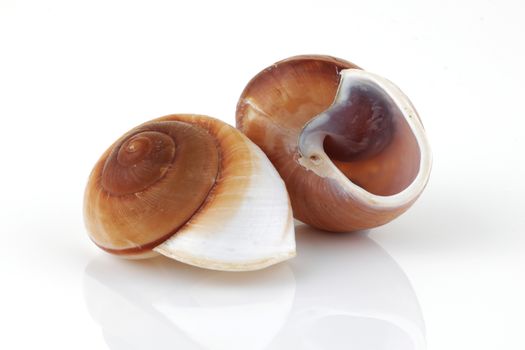 Two Nautica spiral shells on white with reflection