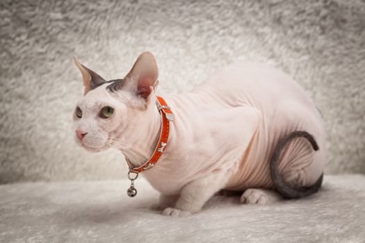 Bald Sphynx cat on a soft sofa