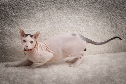 Bald Sphynx cat on a soft sofa