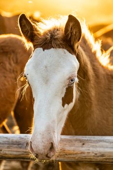 Outdoor portrait of a sweet pinto colored, brown and white, Icelandic horse foal in evening sunlight looking into the camera