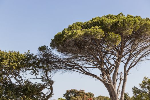 Big African tree and blue sky in Cape Town, South Africa