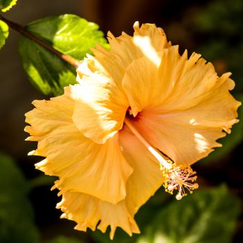 Hibiscus rosa-sinensis, flower of the medicinal plant