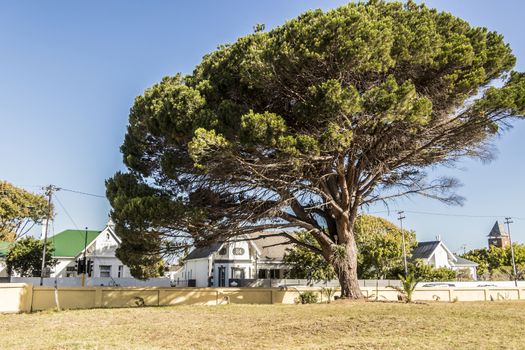 Big beautiful giant African tree in Cape Town, South Africa.