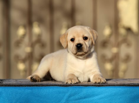 a little labrador puppy on a blue background