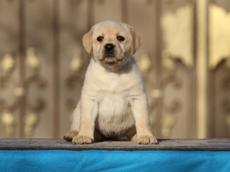 the little labrador puppy on a blue background