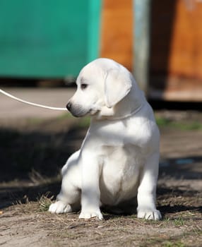 a yellow labrador playing in the park