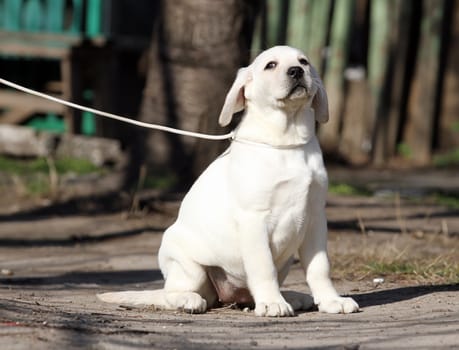 nice yellow labrador playing in the park