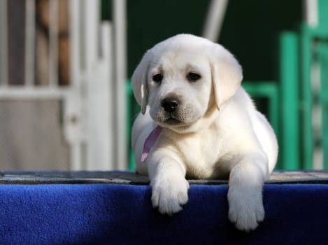 a nice little labrador puppy on a blue background