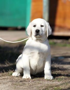 the yellow labrador playing in the park