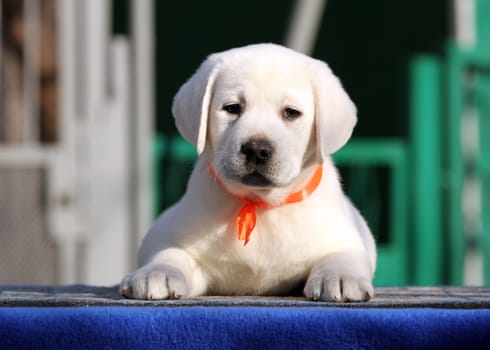 little labrador puppy on a blue background