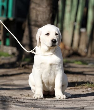 yellow labrador playing in the park